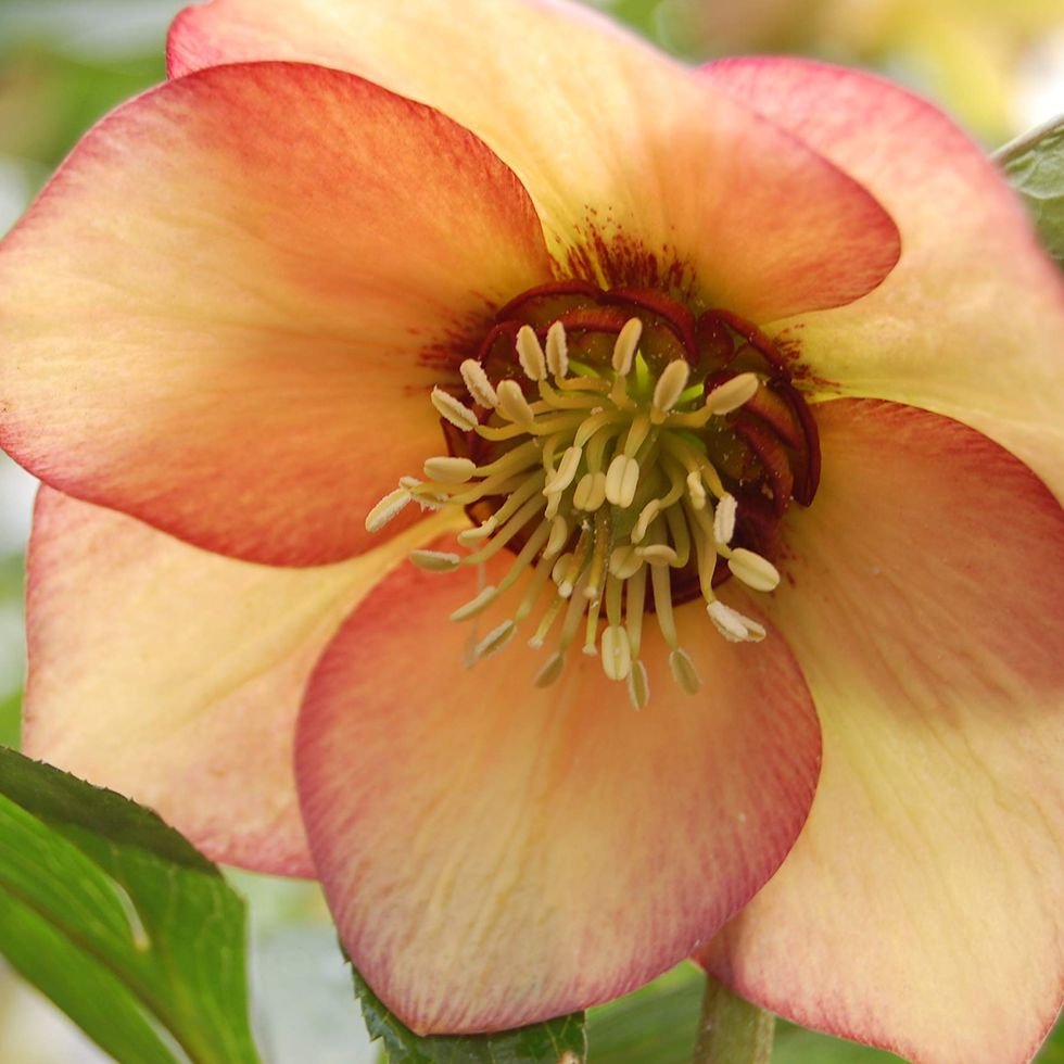 Helleborus 'Má hồng mơ'